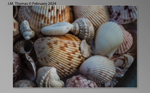 Macro Shells Feb 2024-01.jpg